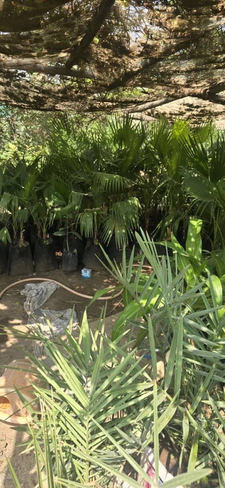 Seedlings growing under shade netting in the Amoud Valley project nursery